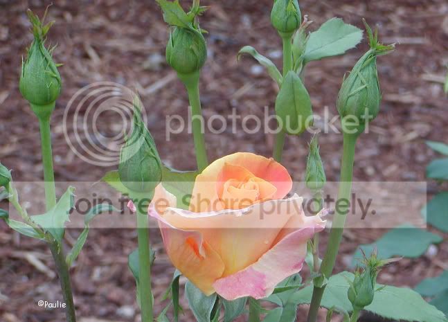 rolledpaleorangeROSW06.jpg