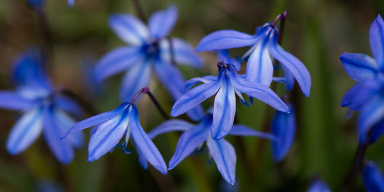 'Mavi yıldız' çiçekleri açıldı