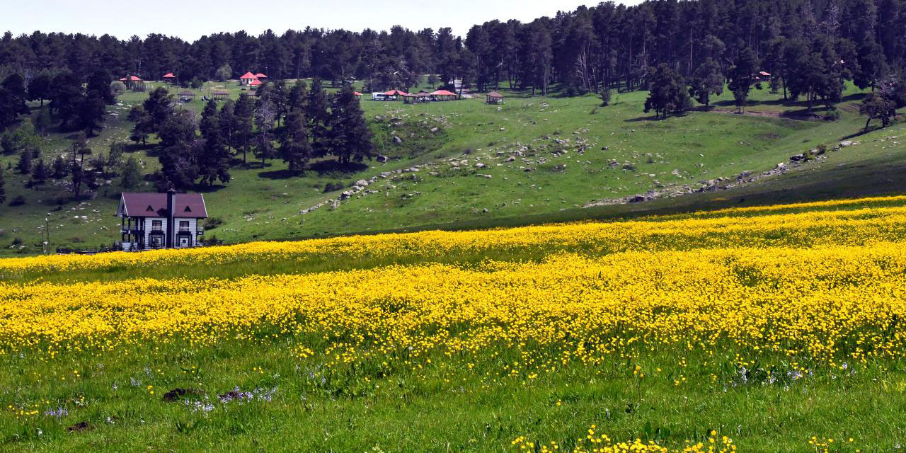 Soğanlı Yaylası sarıya büründü