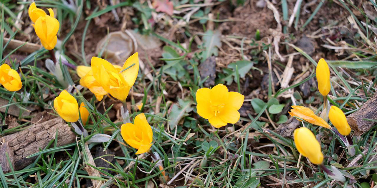 Karabük'te karlar eridi, çiğdemler çiçeklendi