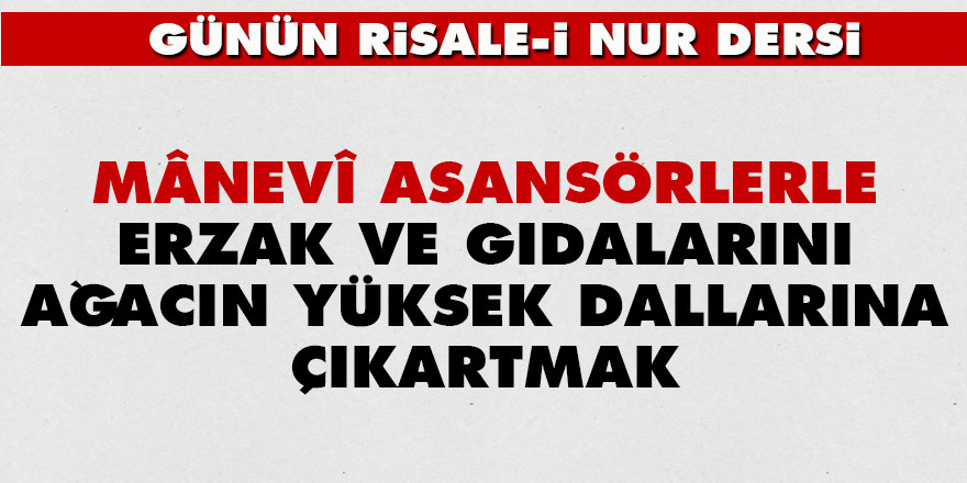 Mânevî asansörlerle erzak ve gıdalarını ağacın yüksek dallarına çıkartmak