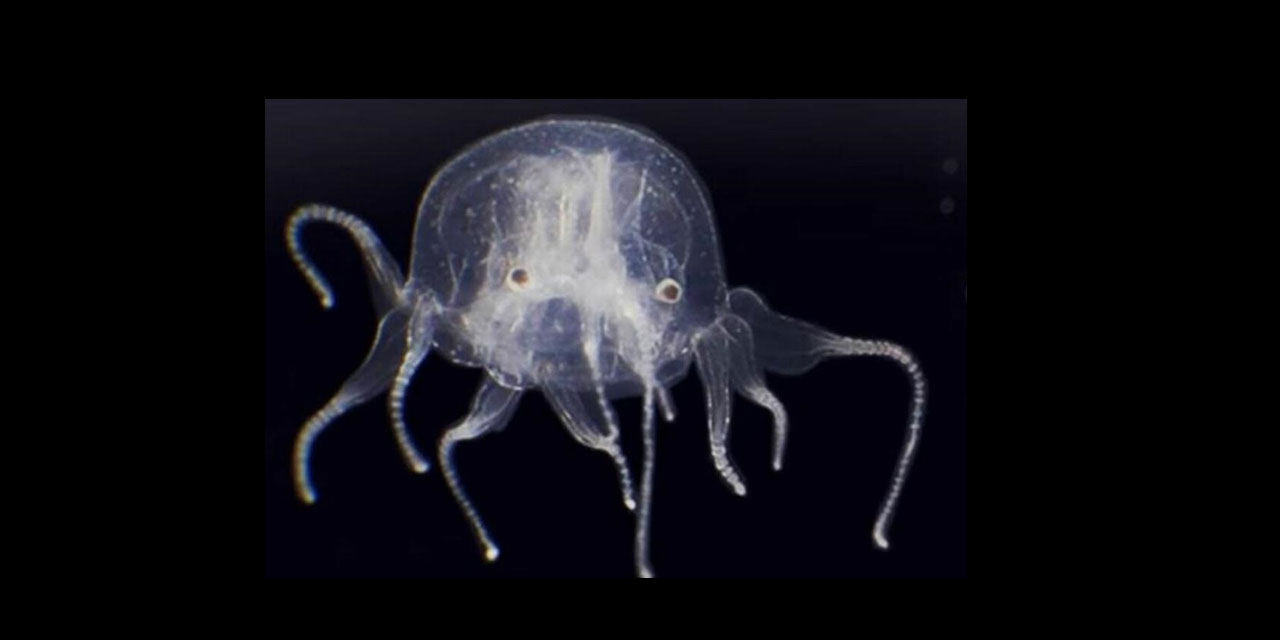 Subhanallah! 24 gözlü yeni bir denizanası keşfedildi