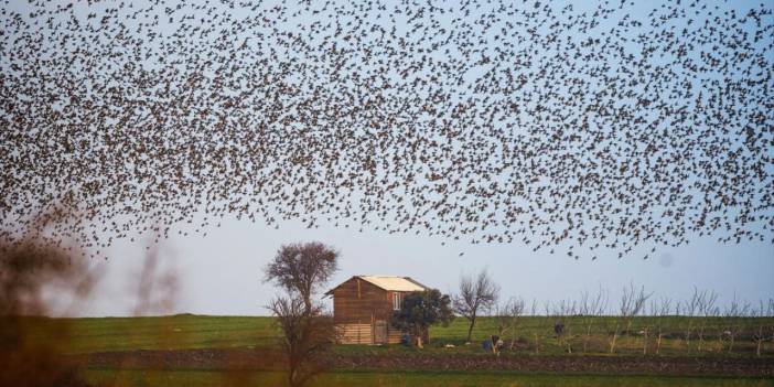 Uluabat gölü kıyısında sığırcıkların gösterileri