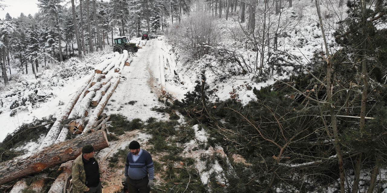 Dededen kalma meslek: Helalinden ekmeklerini ormandan çıkarıyorlar