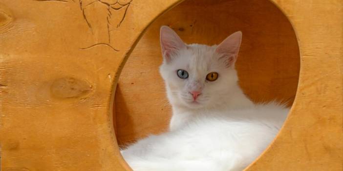 Van Kedi Villası'nın sevimli patileri