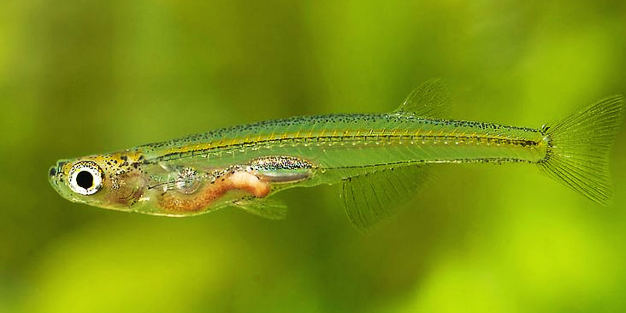 Subhanallah! Tırnak büyüklüğündeki balık beton delme matkabı kadar ses çıkarıyor