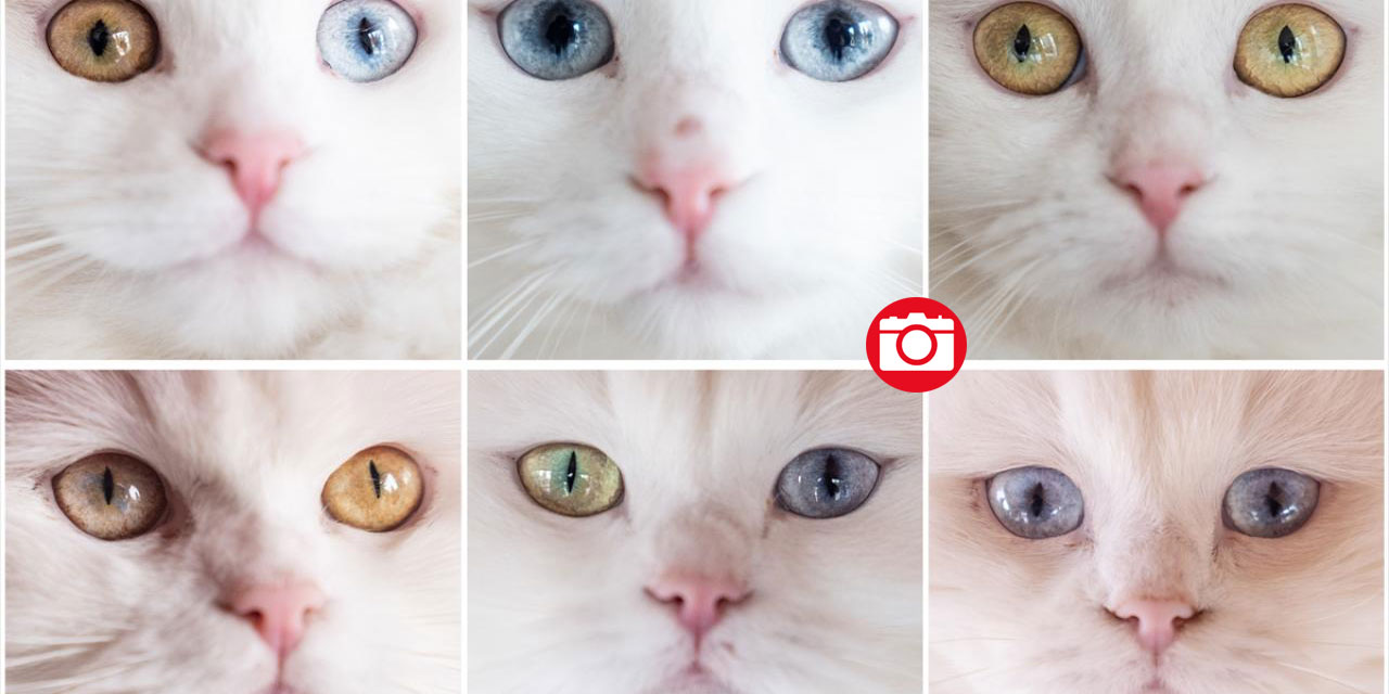 Ankara'nın gözü renkli kedileri