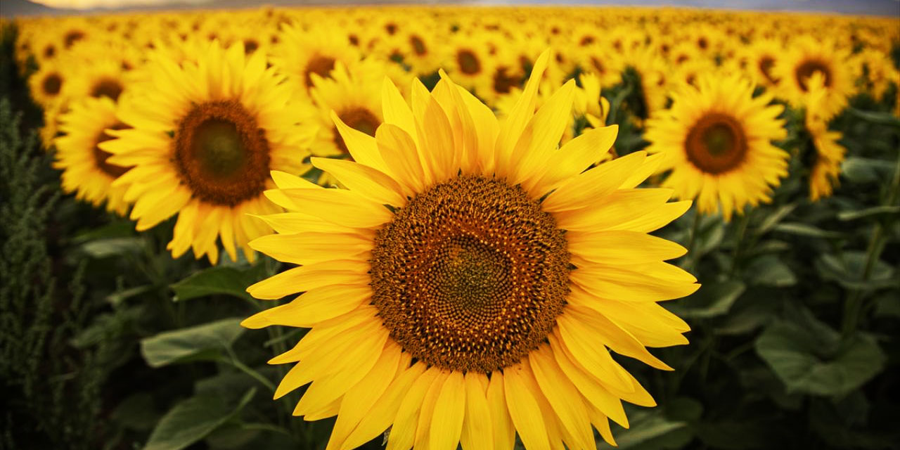 Konya Ovası'nın ayçiçeği tarlaları