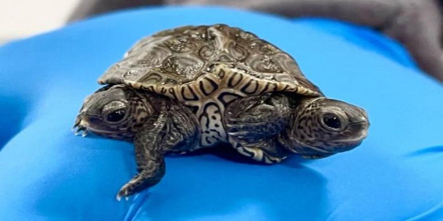 İki baş ve altı bacakla yaratılan dünyaya gelen kaplumbağa gözlem altına alındı