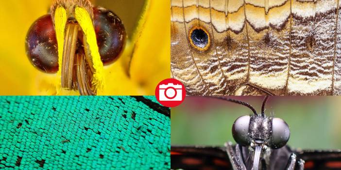 Yaratılış harikası kelebeklerin makro objektifle görünüşü