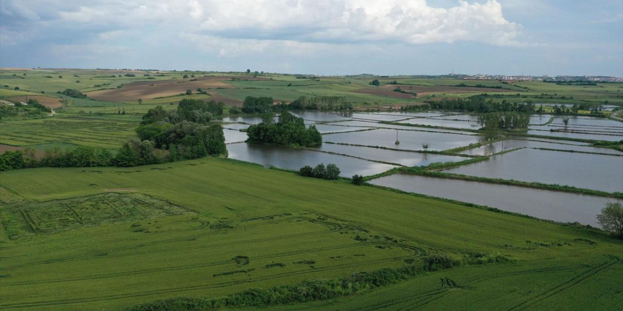 Bereketli bahar yağmurları ile çiftçinin yüzü güldü