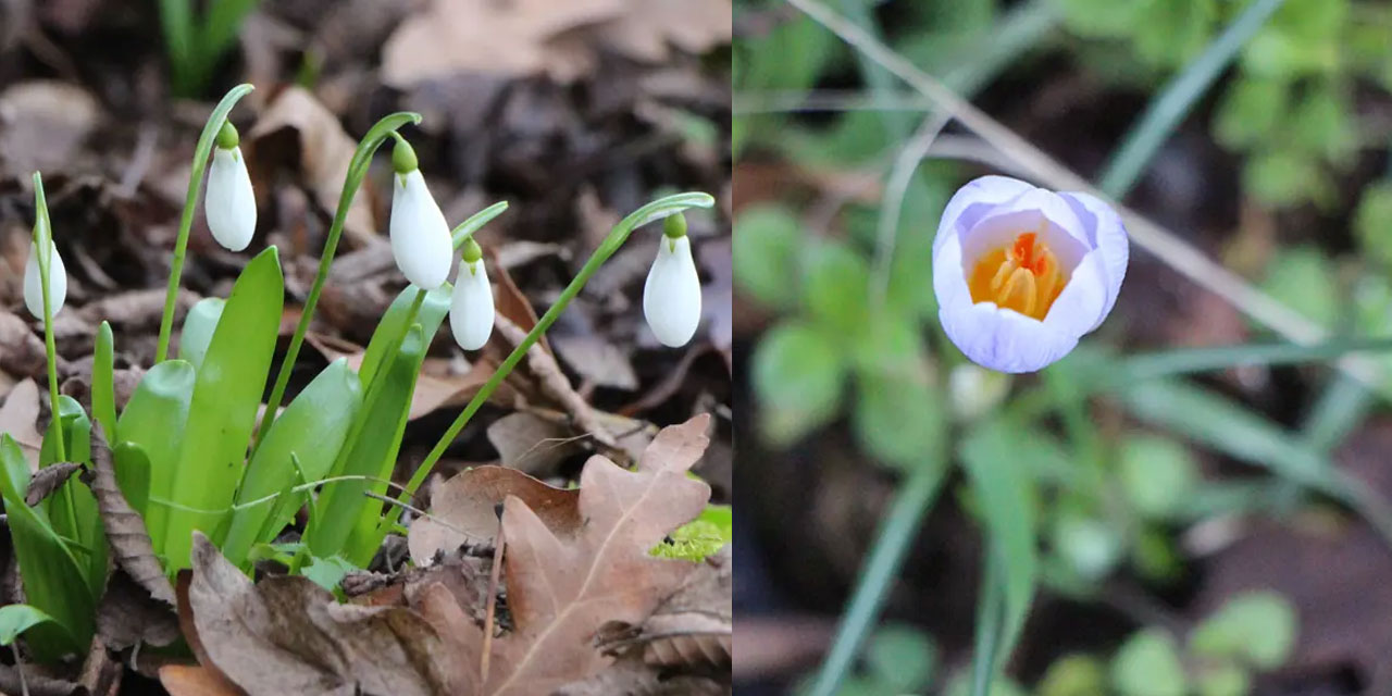 Amasya'da karlar eridi, kardelen ve çiğdemler 'merhaba' dedi