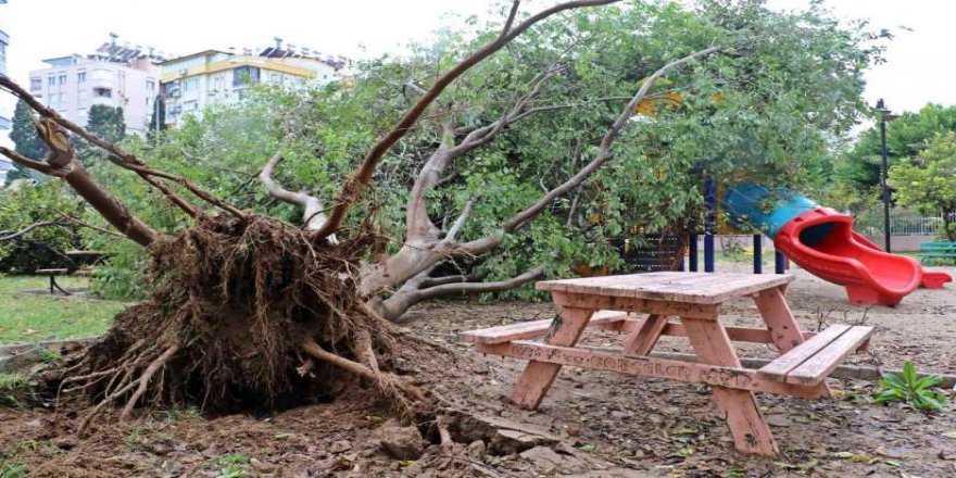 Antalya'da sağanak ve rüzgar ile ağaçlar kökünden söküldü