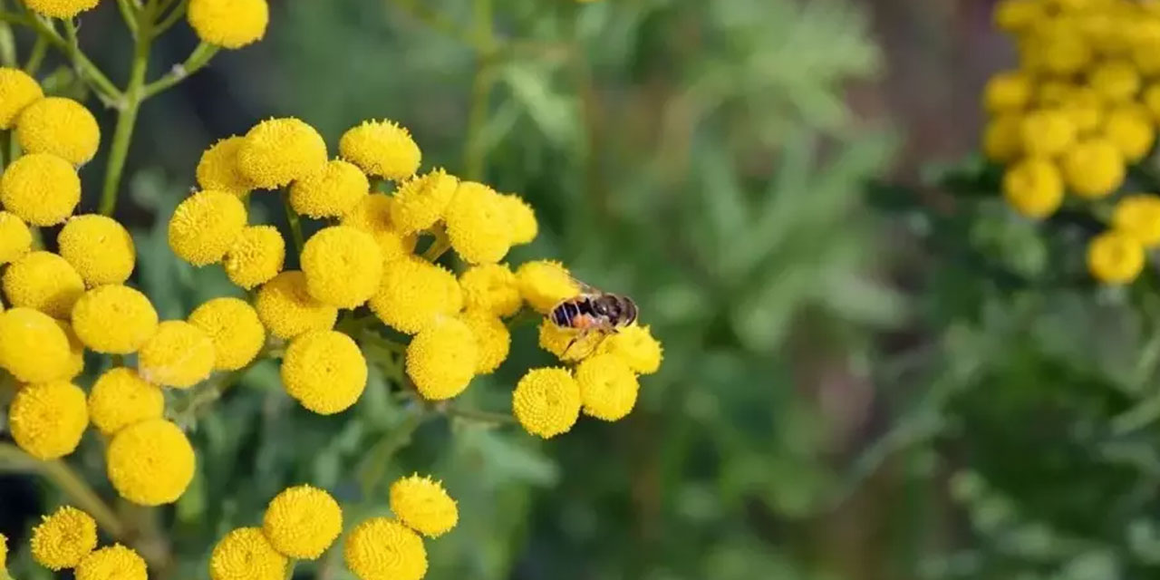 Jandarma korumaya aldı: Bu çiçeği koparmanın cezası 388 bin TL