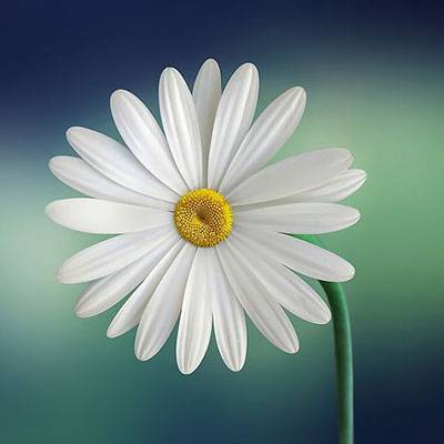 Teşhircilik Modası