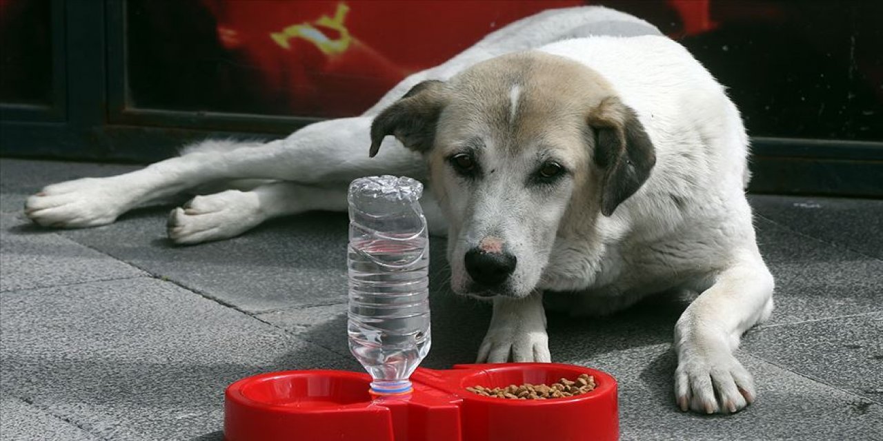 Uzmanlar uyarıyor! Sokak hayvanları kuduz riski taşıyor