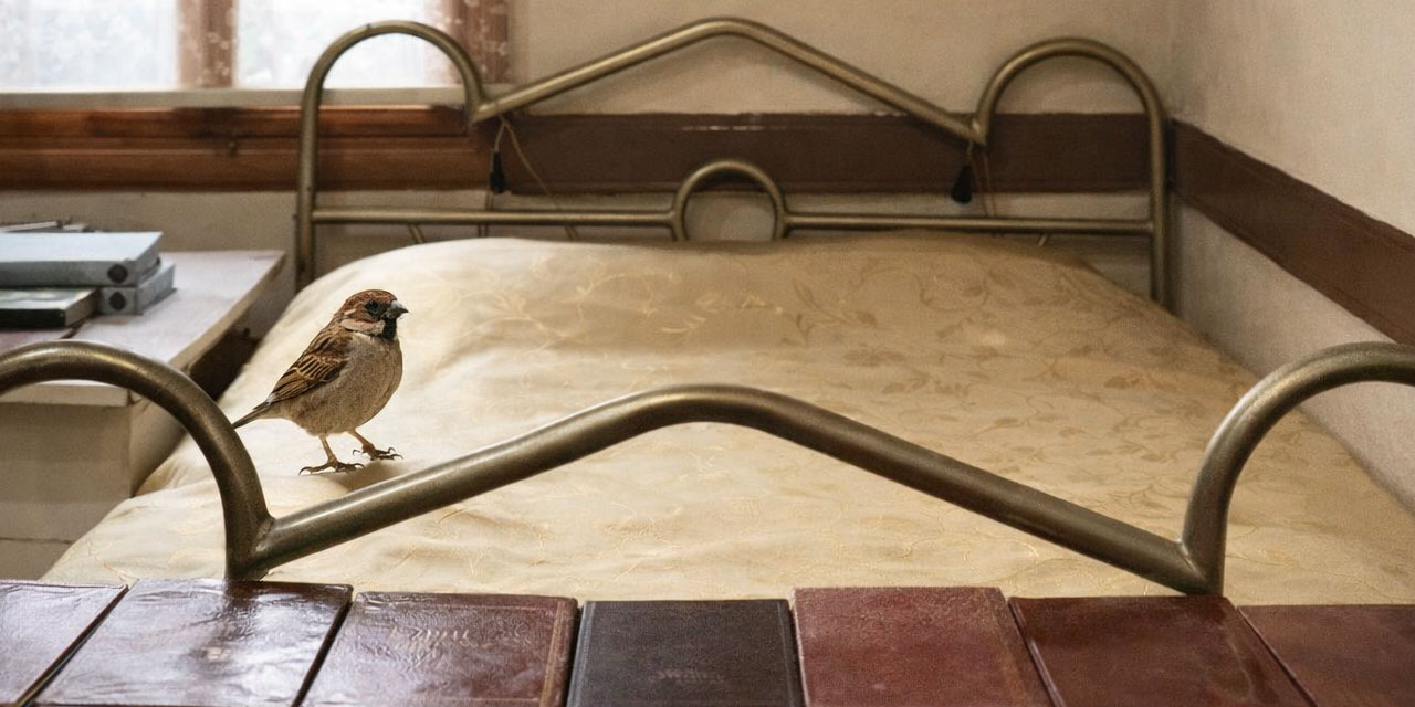 Bediüzzaman: Bu kuşa bak, bu da eski kuşlar gibi bir müjdecidir