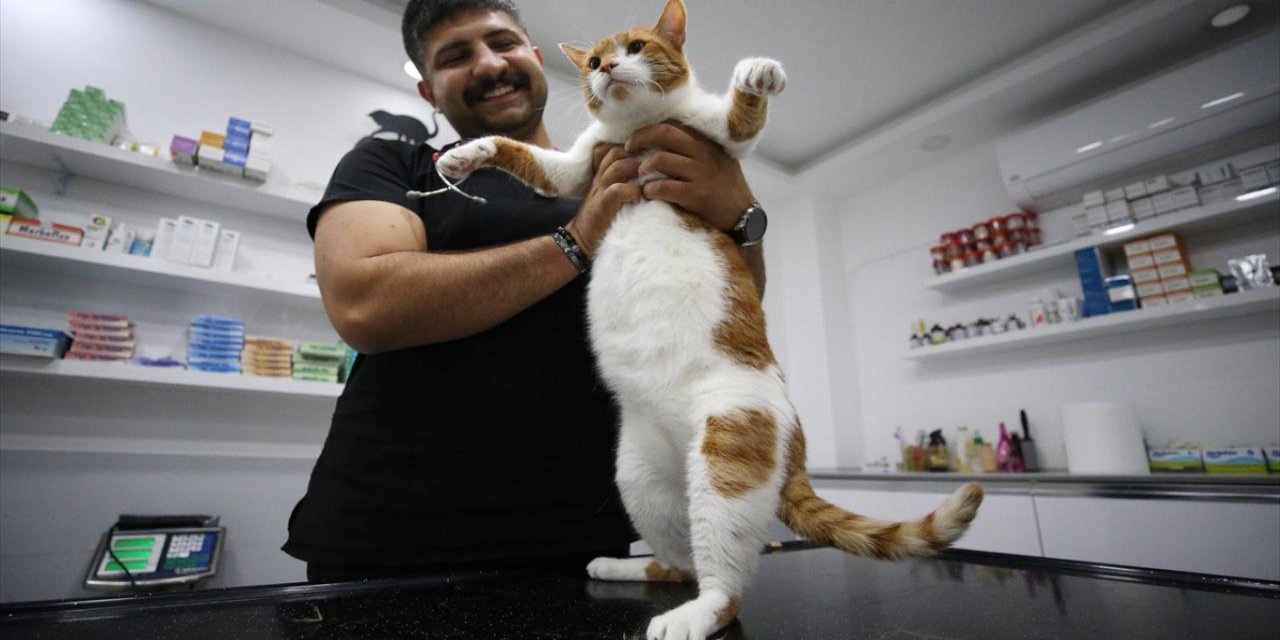 Obez kedi 'mide botoksu' ile zayıfladı