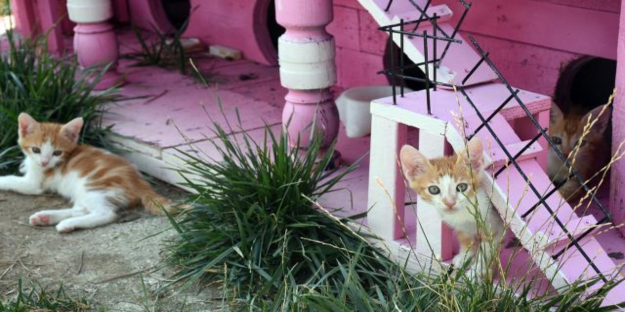 Kedi Köyü engelli, hamile ve yavru kedilerin yuvası oldu