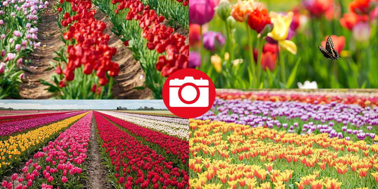 Kanada'nın lale tarlası