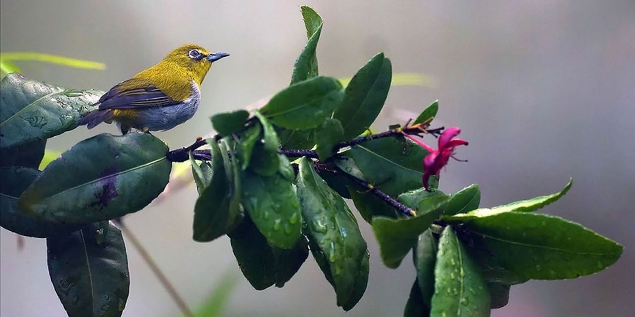 İlk yaratılan bitki ve hayvan hangisidir?