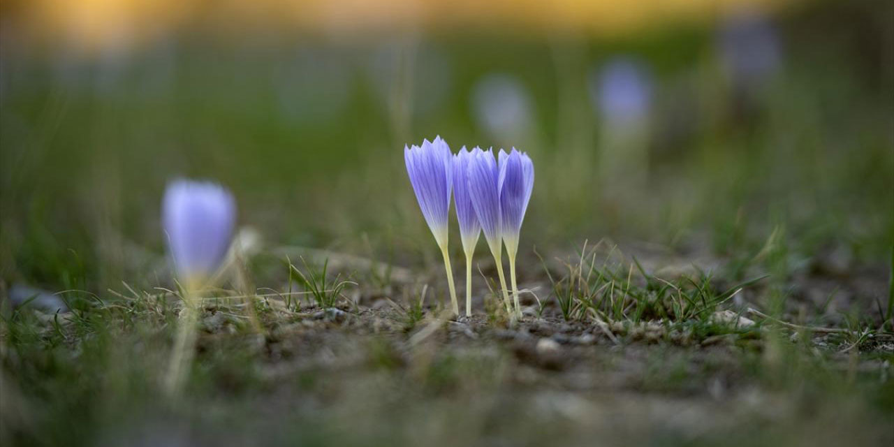 Kışın habercisi vargitlerin yaratılışı ile yeni güzellikler oluştu