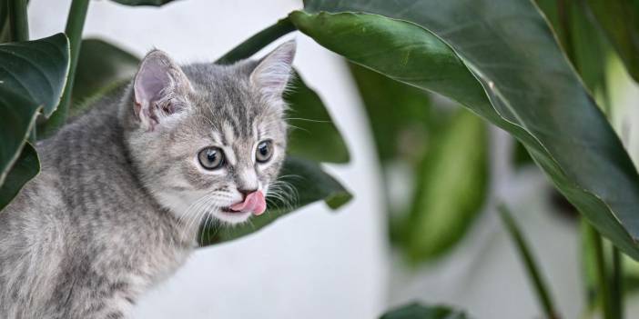 Yavru kedilerin keyifli anları