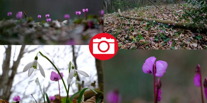 Kırklareli'nin Longoz Ormanları'nda kardelen güzelliği