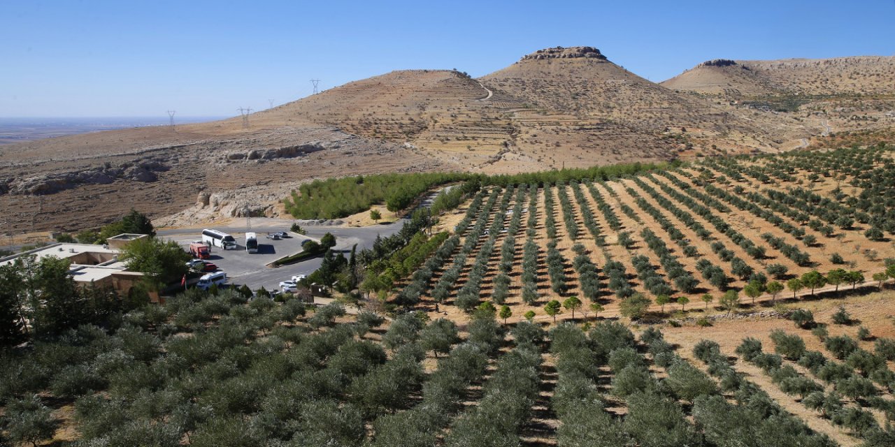 Mardin'de asırlık zeytinlerin geni, tarihi manastırın bahçesinde korunuyor