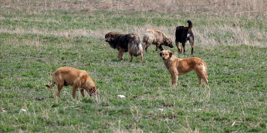 Adana'da köpek saldırısı sonucu yaralanan çocuğun babası suç duyurusunda bulundu