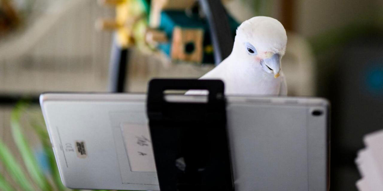 Papağanlara birbirlerini görüntülü aramaları öğretildi