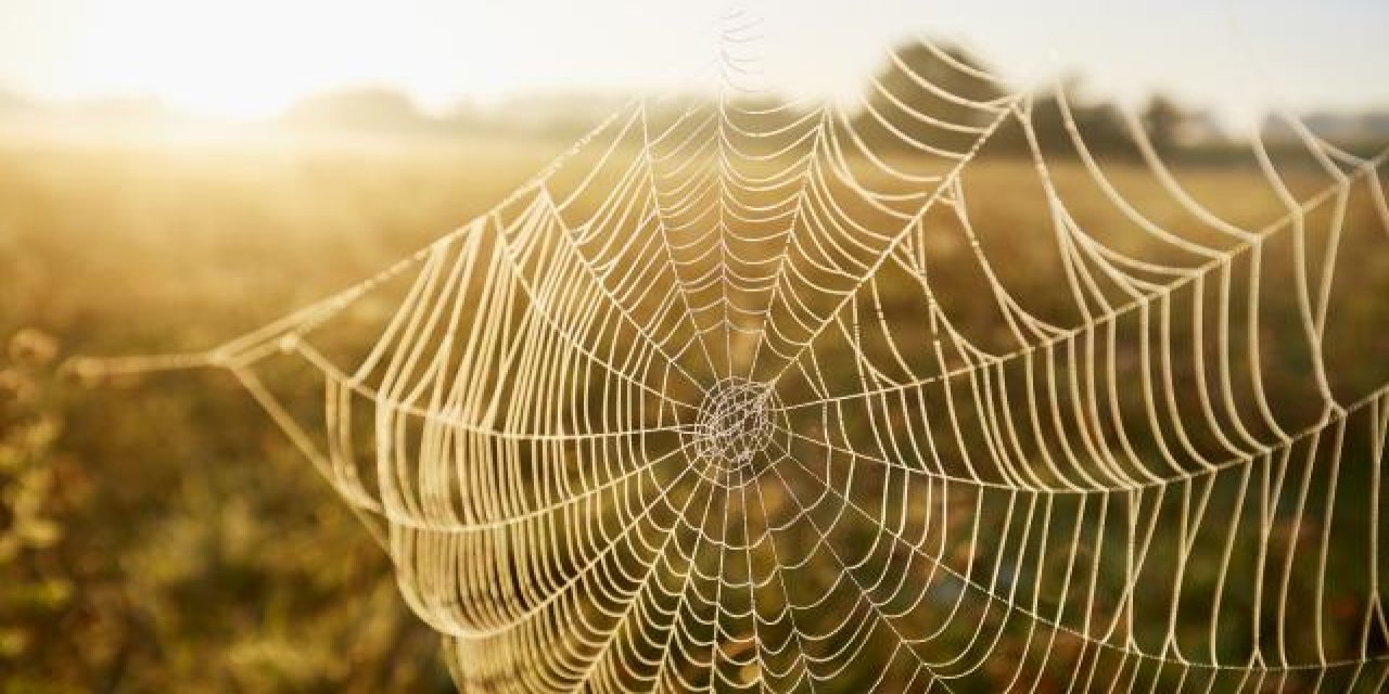 Plastikler örümcek ağlarını da kirletiyor