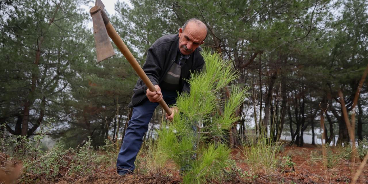 Emekli oldu ormandan kopamadı: Fidan dikmek huzur veriyor