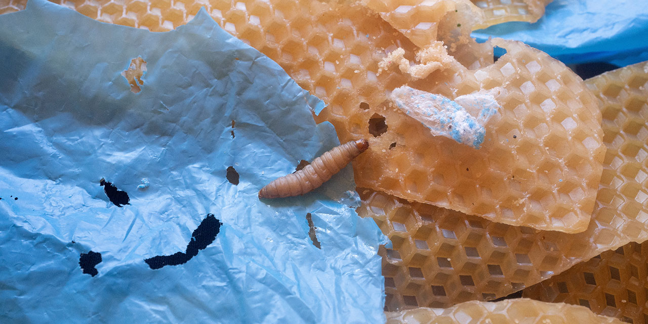 Yaratılış harikası balmumu solucanı plastiği tükürükle yok ediyor