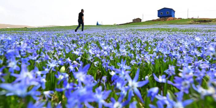 Barma Yaylası mavi yıldızlarla süslendi