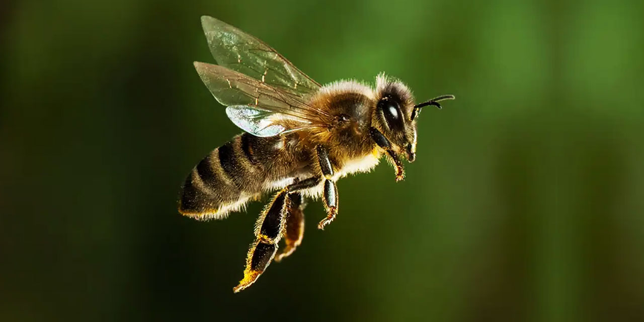 Arılar yollarını buluyorlar da insanlar nasıl şaşırıyor?