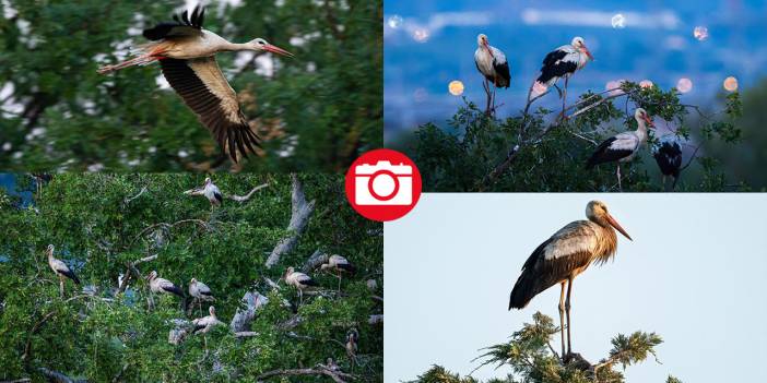 Hacı leylekler Bursa'da konaklıyor