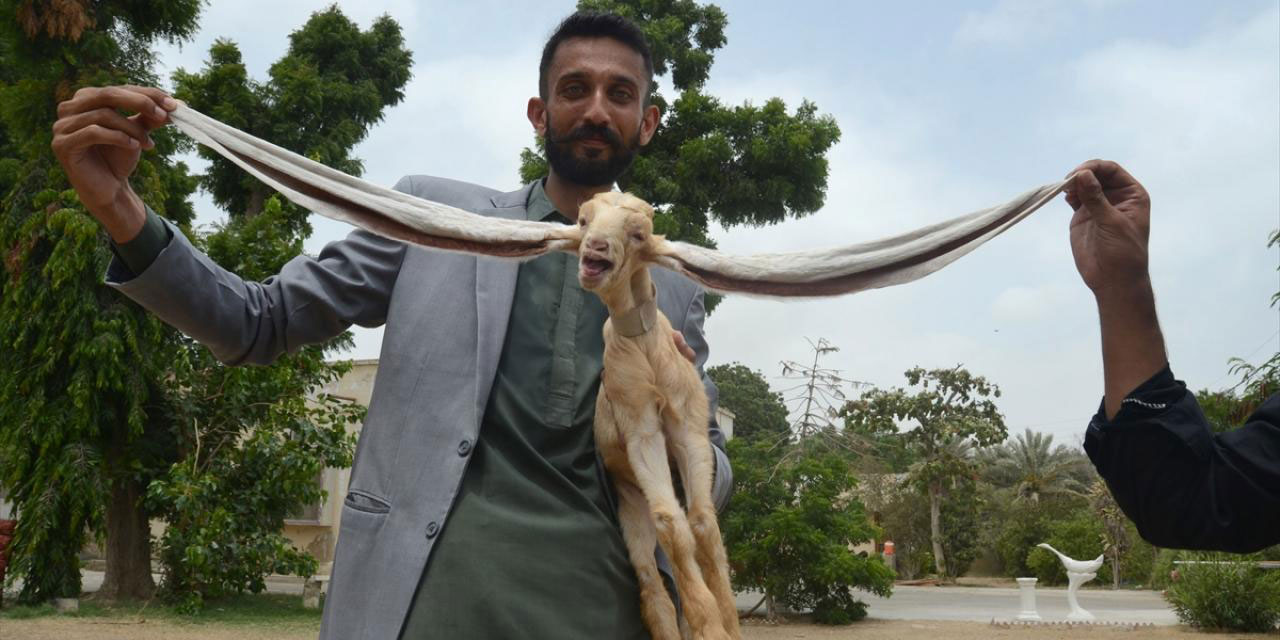 Subhanallah! Dünyanın en uzun kulaklı keçisi