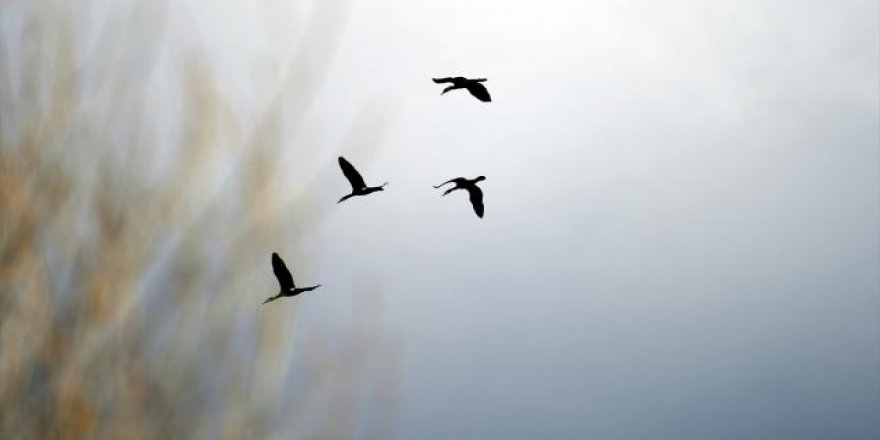 Godwit kuşu 13 bin kilometre ile kendi rekorunu kırdı