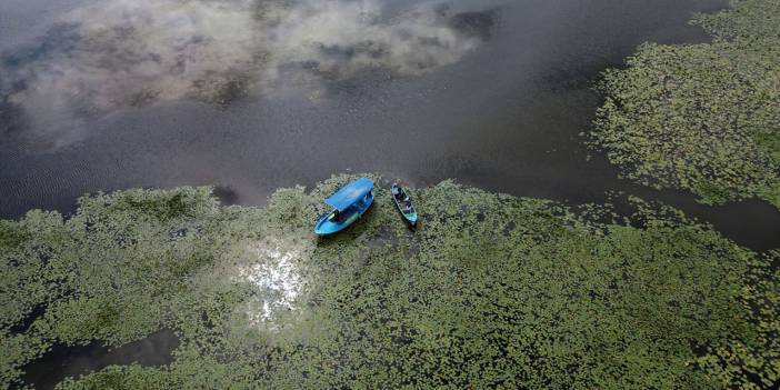 Beyşehir Gölü'ndeki nilüferler, ziyaretçilerin ilgisini çekiyor