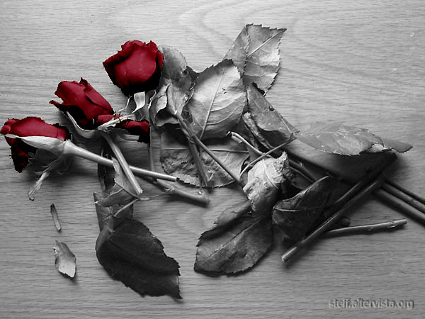 20050512231352_altre_rose_ko.jpg