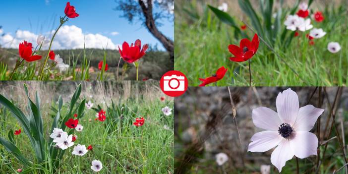 Antalya'da anemonlar tefekküre çağırıyor