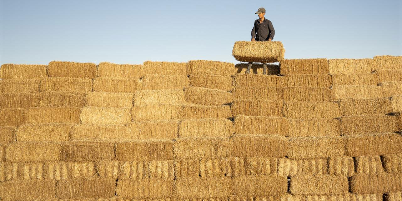Çiftçiler, kavurucu sıcaklarda bereketli hasat yapıyor
