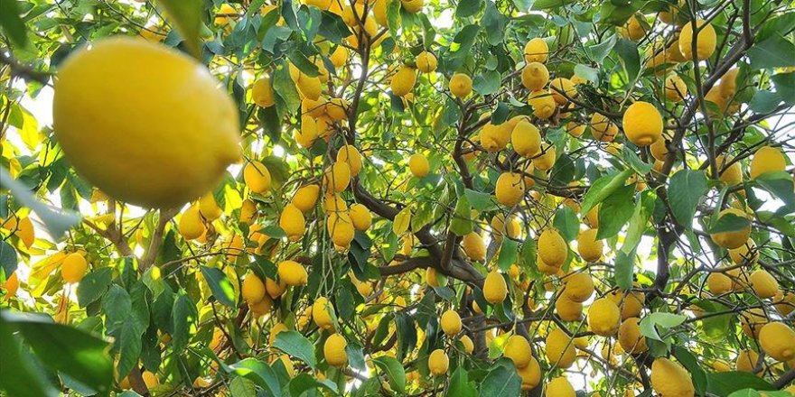C vitamini deposu Limonun fiyatı düştü