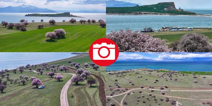 Çarpanak Adası badem ağaçlarının çiçekleriyle renklendi