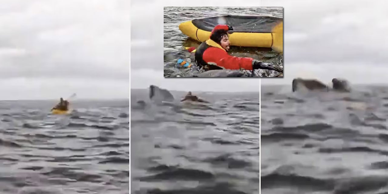 Hz. Yunus'un (as) mucizesine benzeyen olay: Balina önce yuttu sonra çıkardı