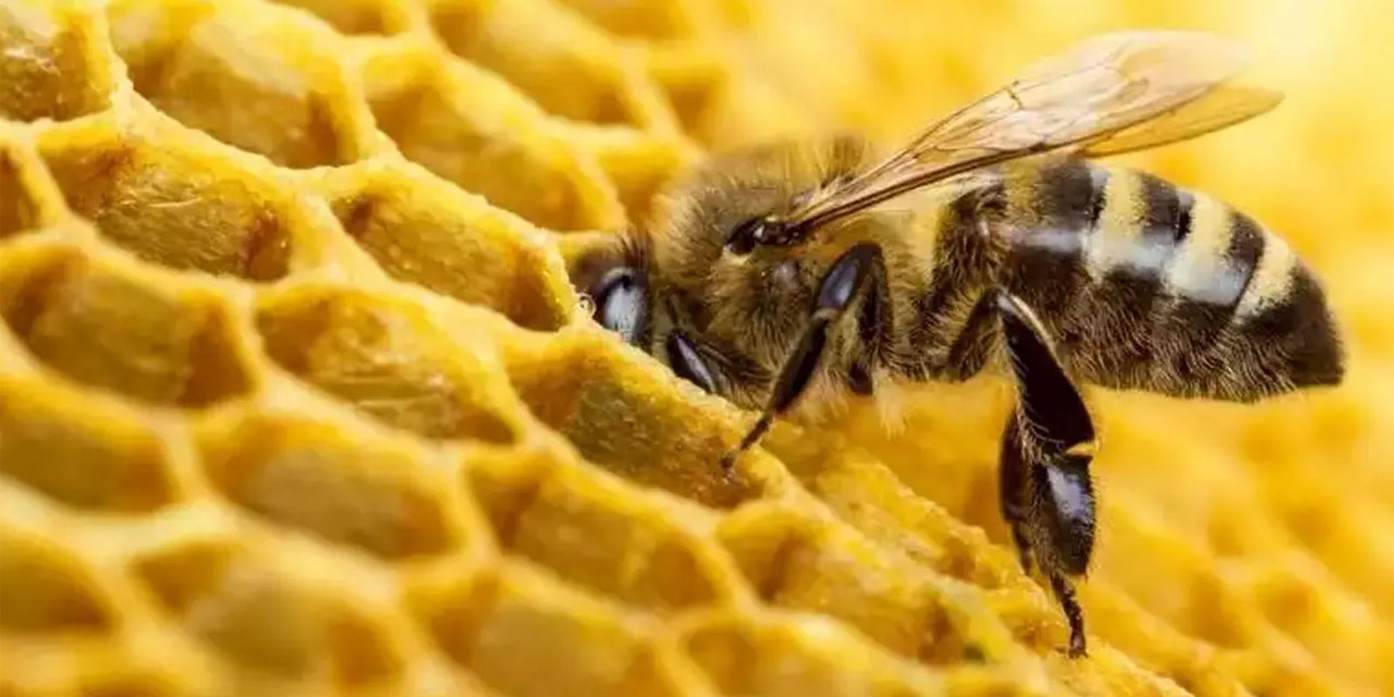 Kainat eczanesinin şifa kaynağı bal niye bozulmaz?