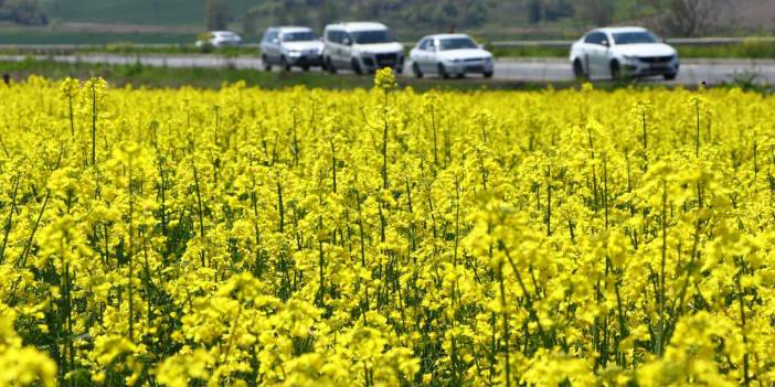 Tekirdağ'da tarlalar sarıya boyandı