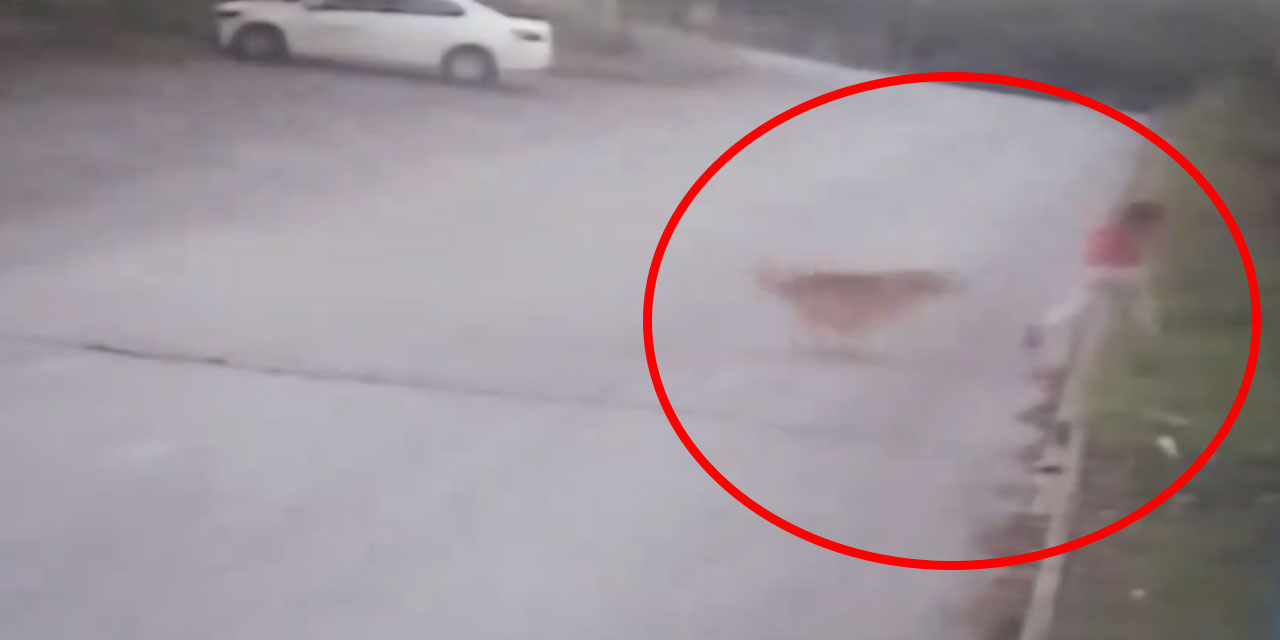 Köpeklerin kızını yaraladığı baba: Devlet bir an önce bu işe el atmalı