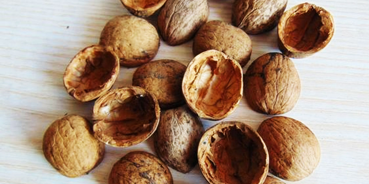 Bediüzzaman: Lübbü (öz) bulmayan, kışır Kabuk) ile meşgul olur